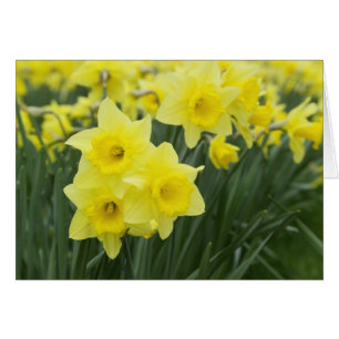 Daffodils RF)