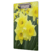 Daffodils RF) Klembord (Links)