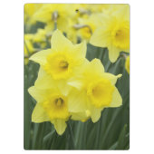 Daffodils RF) Klembord (Achterkant)