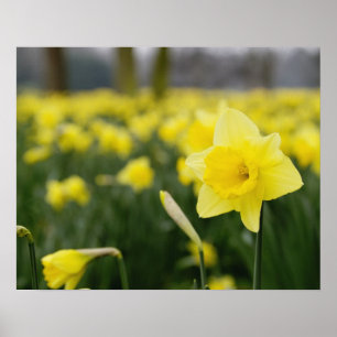 Daffodils (RF) Poster