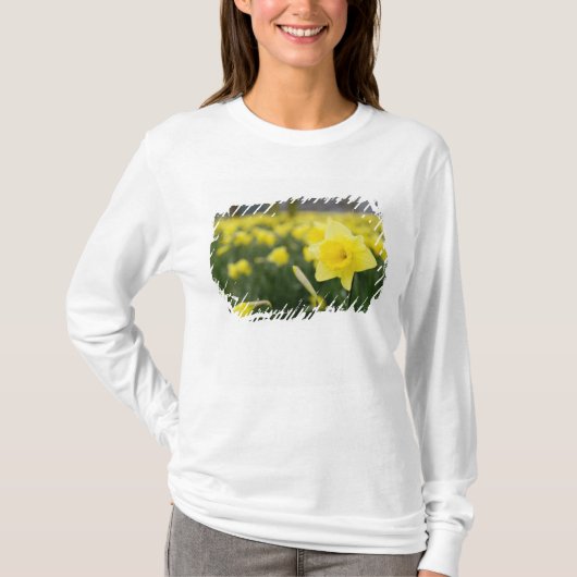 Daffodils (RF) T-shirt (Voorkant)