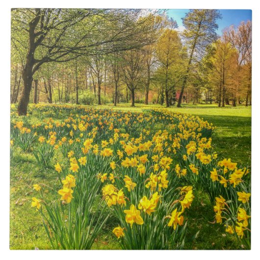 Daffodils Tegeltje (Voorkant)