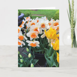 Daffodils & Tulips, Oregon Kaart