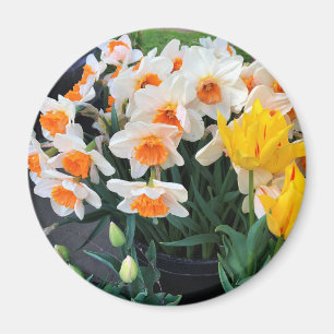Daffodils & Tulips, Oregon Magneet