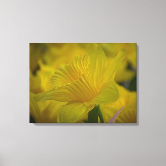 Daffodils up close canvas print (Voorkant)