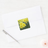Daffodils Vierkante Sticker (Envelop)