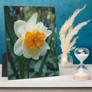 Daffodilventilator Fotoplaat
