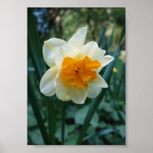 Daffodilventilator Poster