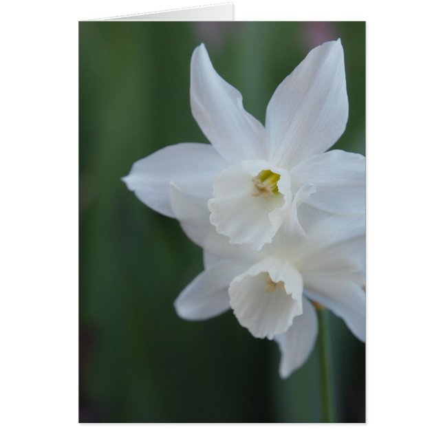 Daffodique blanc (Devant)