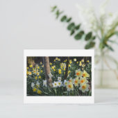 Daffodique Dell : Cheshire, England Carte postale (Debout devant)