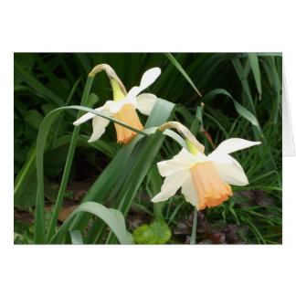 Daffodiques