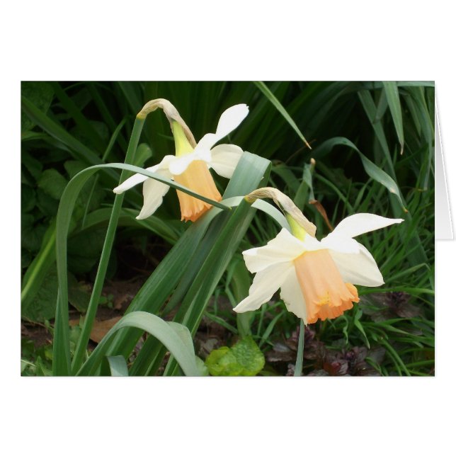 Daffodiques (Devant horizontal)
