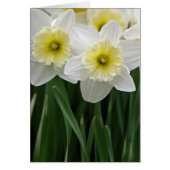Daffodiques (Devant)
