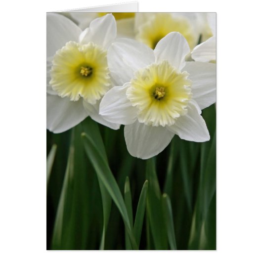 Daffodiques (Devant)
