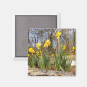 Daffodiques au aimant de Pâques (Recto/Verso)