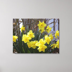 Daffodiques de printemps ensoleillées toile envelo