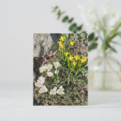Daffodiques et carte postale Crocus (Debout devant)