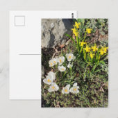 Daffodiques et carte postale Crocus (Devant / Derrière)