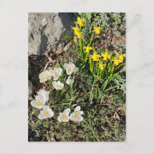Daffodiques et carte postale Crocus