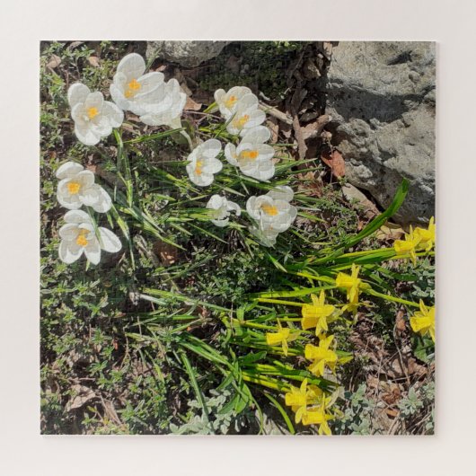 Daffodiques et Crocus Jigsaw Puzzle (Horizontal)