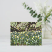 Daffodiques sur une carte postale du Printemps (Debout devant)
