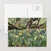 Daffodiques sur une carte postale du Printemps (Devant / Derrière)