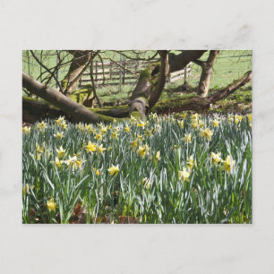 Daffodiques sur une carte postale du Printemps