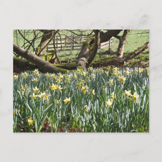 Daffodiques sur une carte postale du Printemps (Devant)