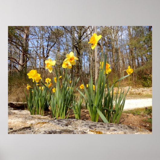 Daffodis bij paasPoster Poster (Voorkant)