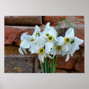 daffodis vlakbij de muur van het fort poster