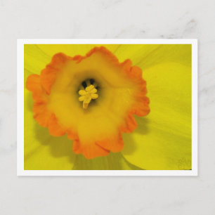 Daffy Briefkaart