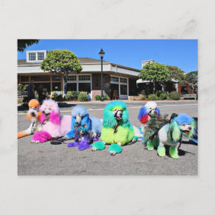 Dag van de Poedel 2016 - Rainbow Poodles Briefkaart