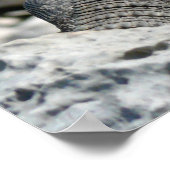 Dag van Iguana Poster (Hoek)