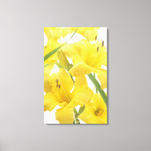 Dagbloemen en bloemknoppen (Hemerocallis) Canvas Afdruk