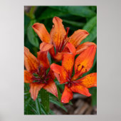 Dagelijks botanisch afdrukken, Canadese fotografie Poster (Voorkant)