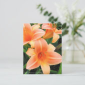 Dagelijks: Hemerocallis "Persian Princess" (Briefk Briefkaart (Staand voorkant)