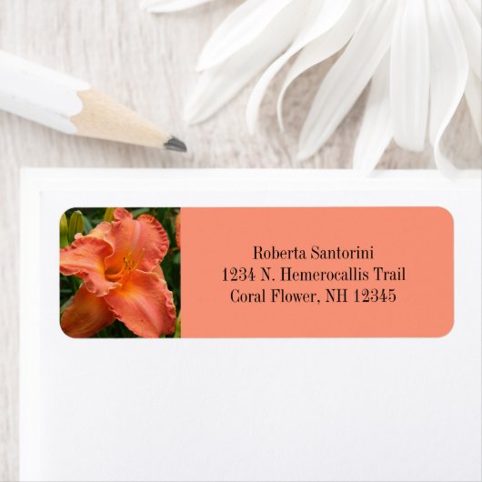 Dagelijkse bloesem / Hemerocallis / Koraal Etiket (Insitu)
