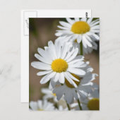 Dagen in het voorjaar briefkaart (Voorkant / Achterkant)