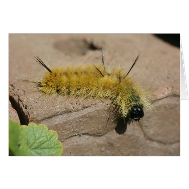 Dagger Moth Caterstyle Natuur (Voorkant Horizontaal)