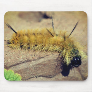 Dagger Moth Caterstyle Natuur Muismat