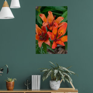 Daglelie botanische print, Canadese fotografie Poster
