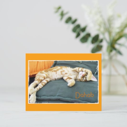 Dahab Cat Daze Briefkaart (Staand voorkant)