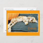 Dahab Cat Daze Briefkaart (Voorkant / Achterkant)