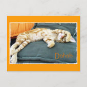 Dahab Cat Daze Briefkaart (Voorkant)
