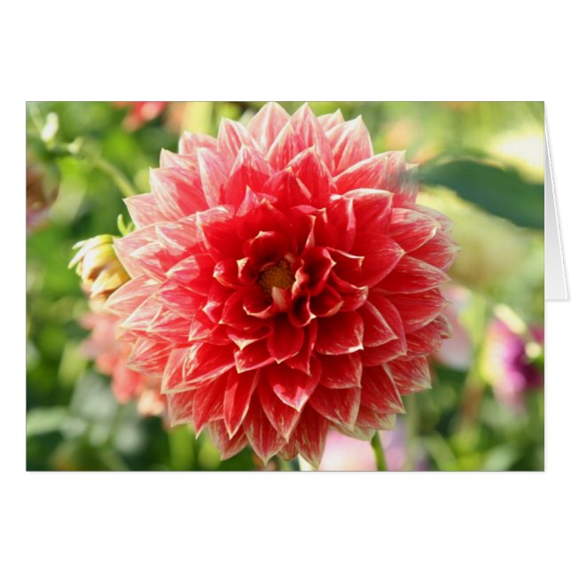Dahlia (Devant Horizontal)