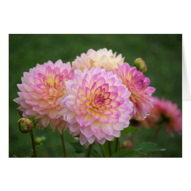 Dahlia (Devant Horizontal)