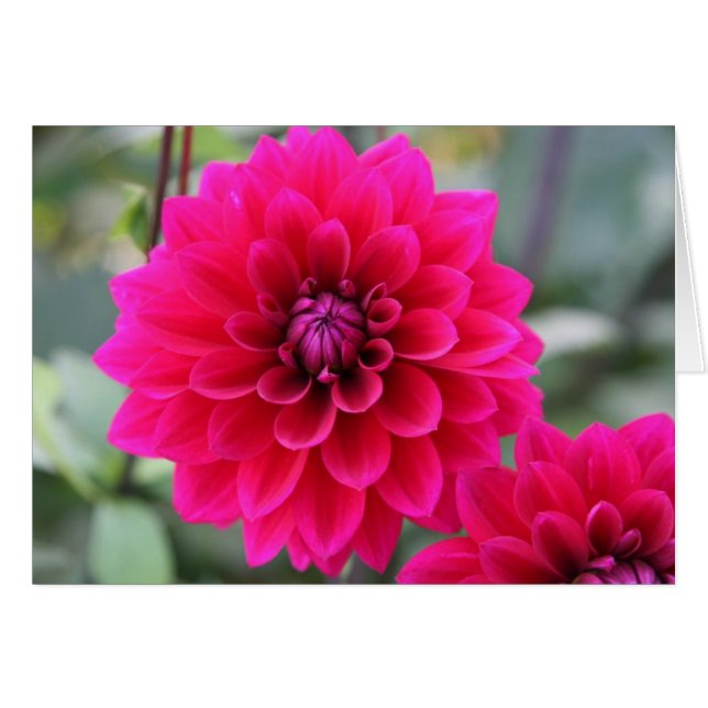 Dahlia (Devant Horizontal)