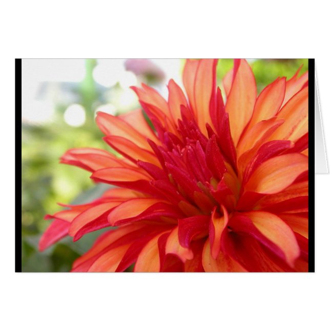 Dahlia (Voorkant Horizontaal)