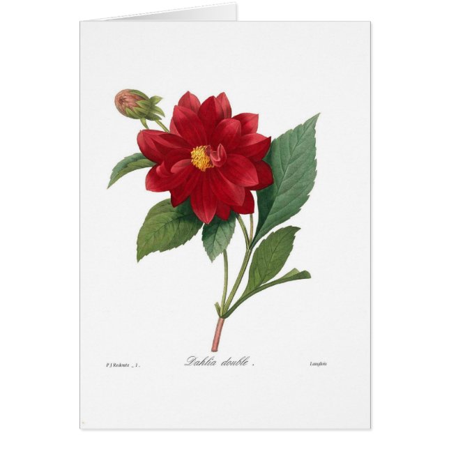 Dahlia (Devant)