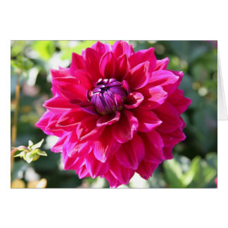 Dahlia